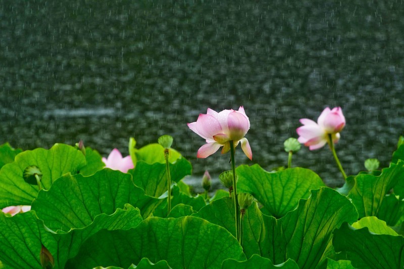 风雨中景色(随拍)-中关村在线摄影论坛