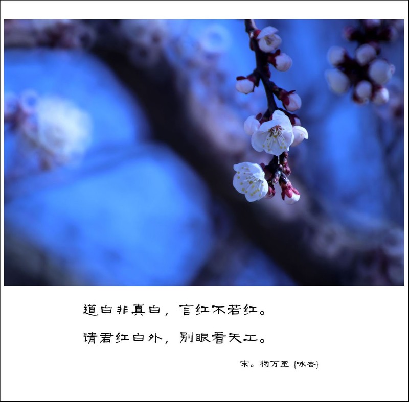 一枝红杏(折返镜拍摄)-中关村在线摄影论坛