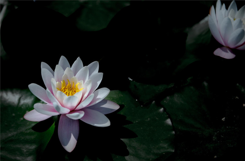 化开梦里的睡莲花影-中关村在线摄影论坛