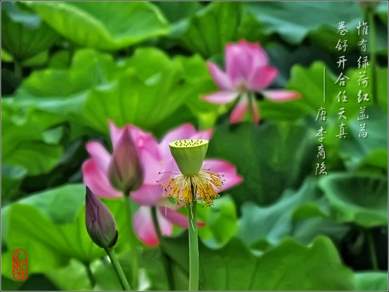 荷塘花影之2015-中关村在线摄影论坛
