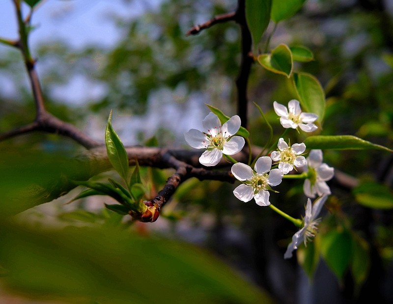 一组梨花习拍(蜜梨的花)-中关村在线摄影论坛