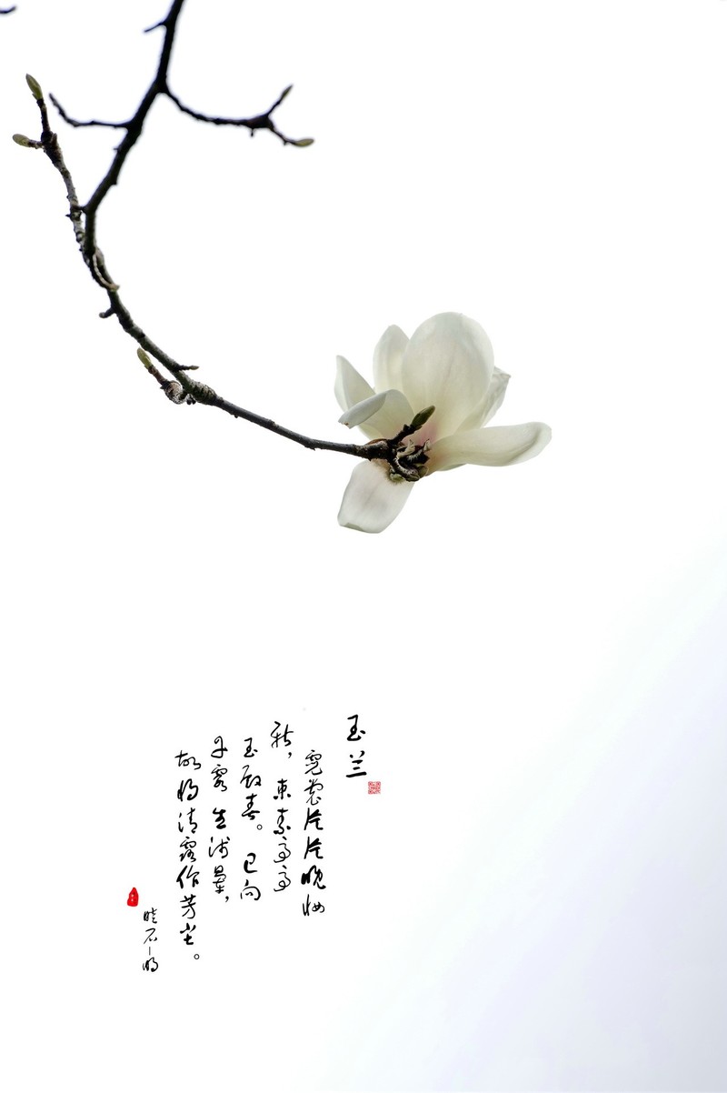 玉兰花开的季节-中关村在线摄影论坛