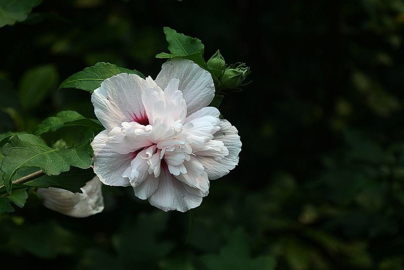 白木槿花-中关村在线摄影论坛