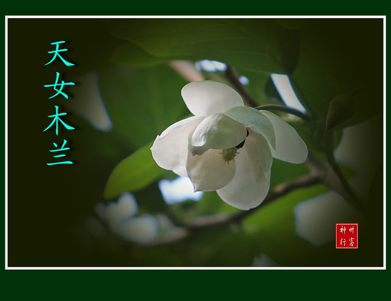 关东百花园(97)——天女木兰花-中关村在线摄影论坛