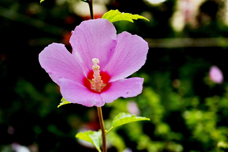 * 单 层 五 瓣 木 槿 花 *-中关村在线摄影论坛