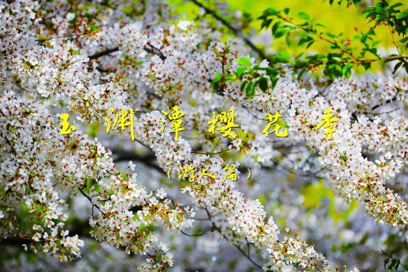 玉 渊 潭 . 樱 花 季 (游人篇)-中关村在线摄影论坛
