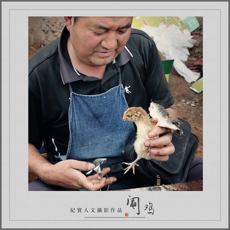 ㊣ 失 落 的 阉 鸡 人 ... ... ㊣-中关村在线摄影论坛