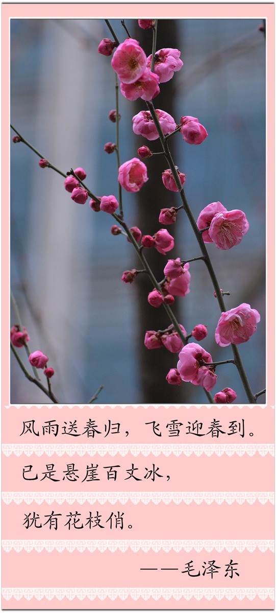 梅与诗-中关村在线摄影论坛