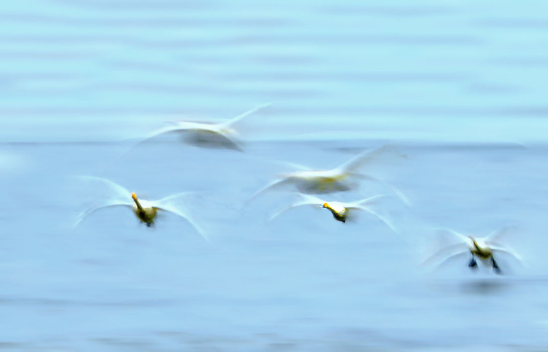 飞流直播开启全民创作新时代随时随地开播无延迟