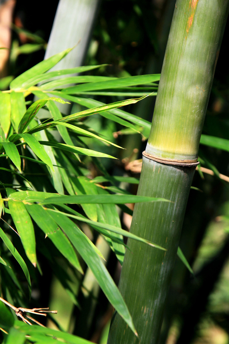 竹特写之—高风亮节 第4页-中关村在线摄影论坛