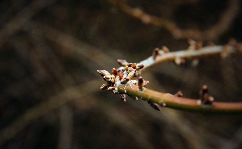 3月的枝芽-中关村在线摄影论坛