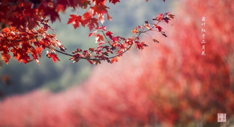 【如影原创】霜叶红于二月花-中关村在线摄影论坛