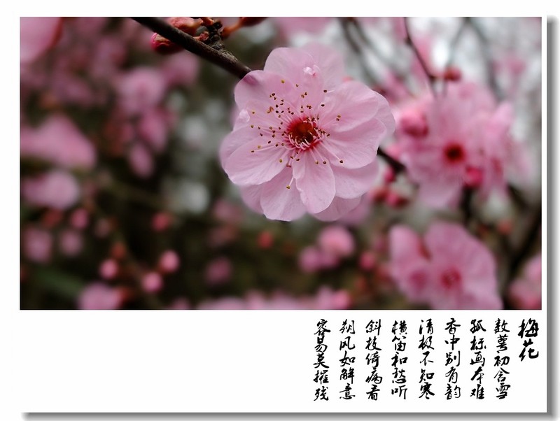品诗赏梅 】-中关村在线摄影论坛