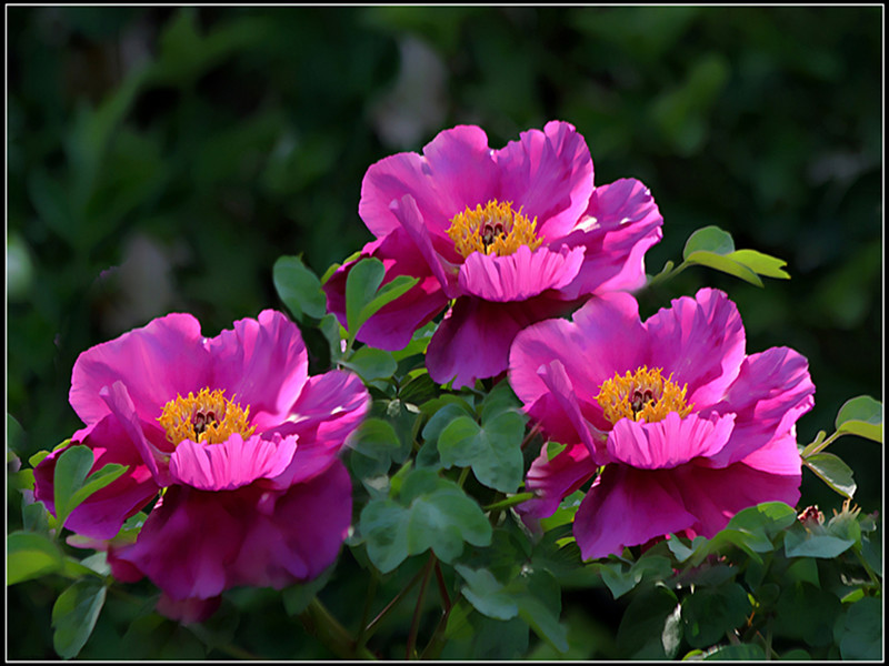 【百花之王】牡丹花 一组 6片-中关村在线摄影论坛