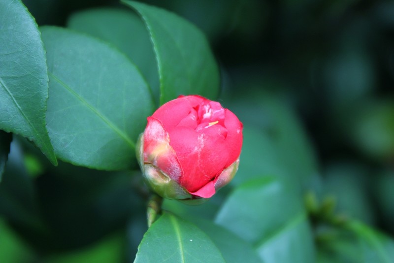 红红的山茶花-中关村在线摄影论坛