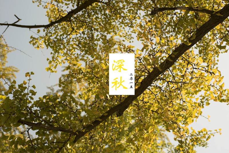 金陵晚秋-中关村在线摄影论坛