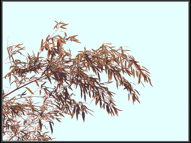 红竹叶 第2页-中关村在线摄影论坛