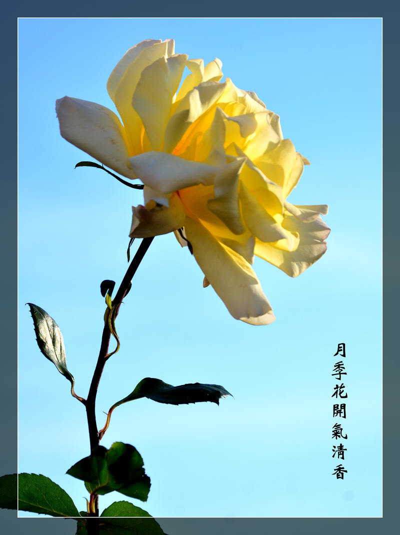 月季花开四时香-中关村在线摄影论坛