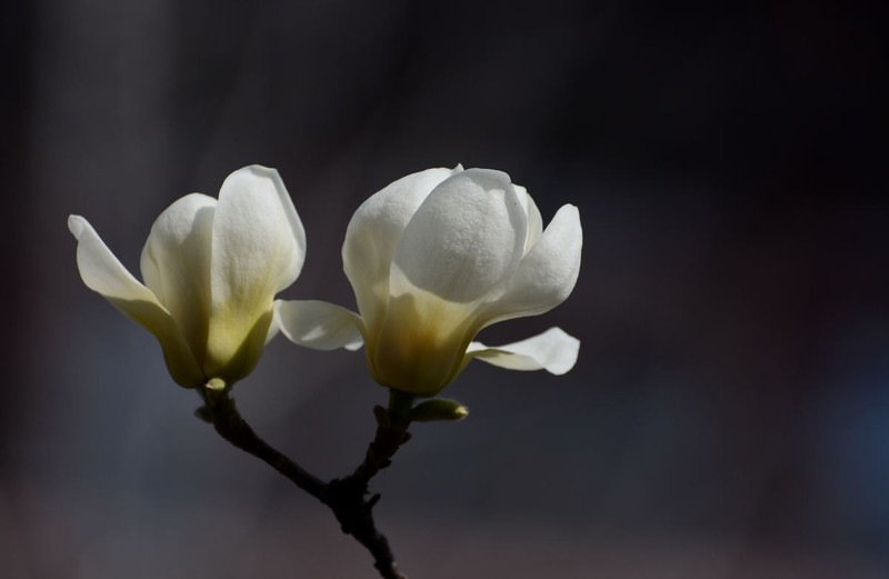 分享几张花花 第5页-中关村在线摄影论坛
