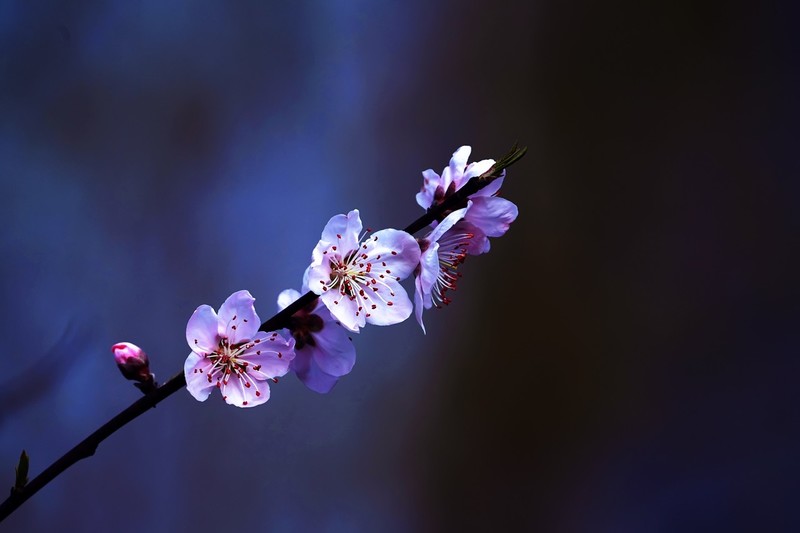 2021_拍花的季节49-中关村在线摄影论坛