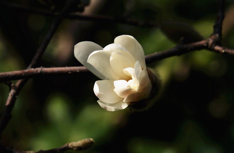 木兰花开(星花)-中关村在线摄影论坛