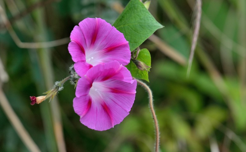 时花 : 牵牛花..... 第3页-中关村在线摄影论坛
