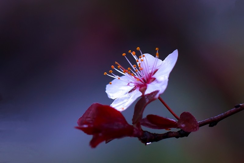 2021_拍花的季节13-中关村在线摄影论坛