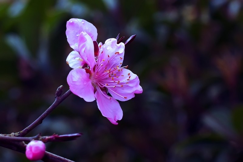 2021_拍花的季节4-中关村在线摄影论坛