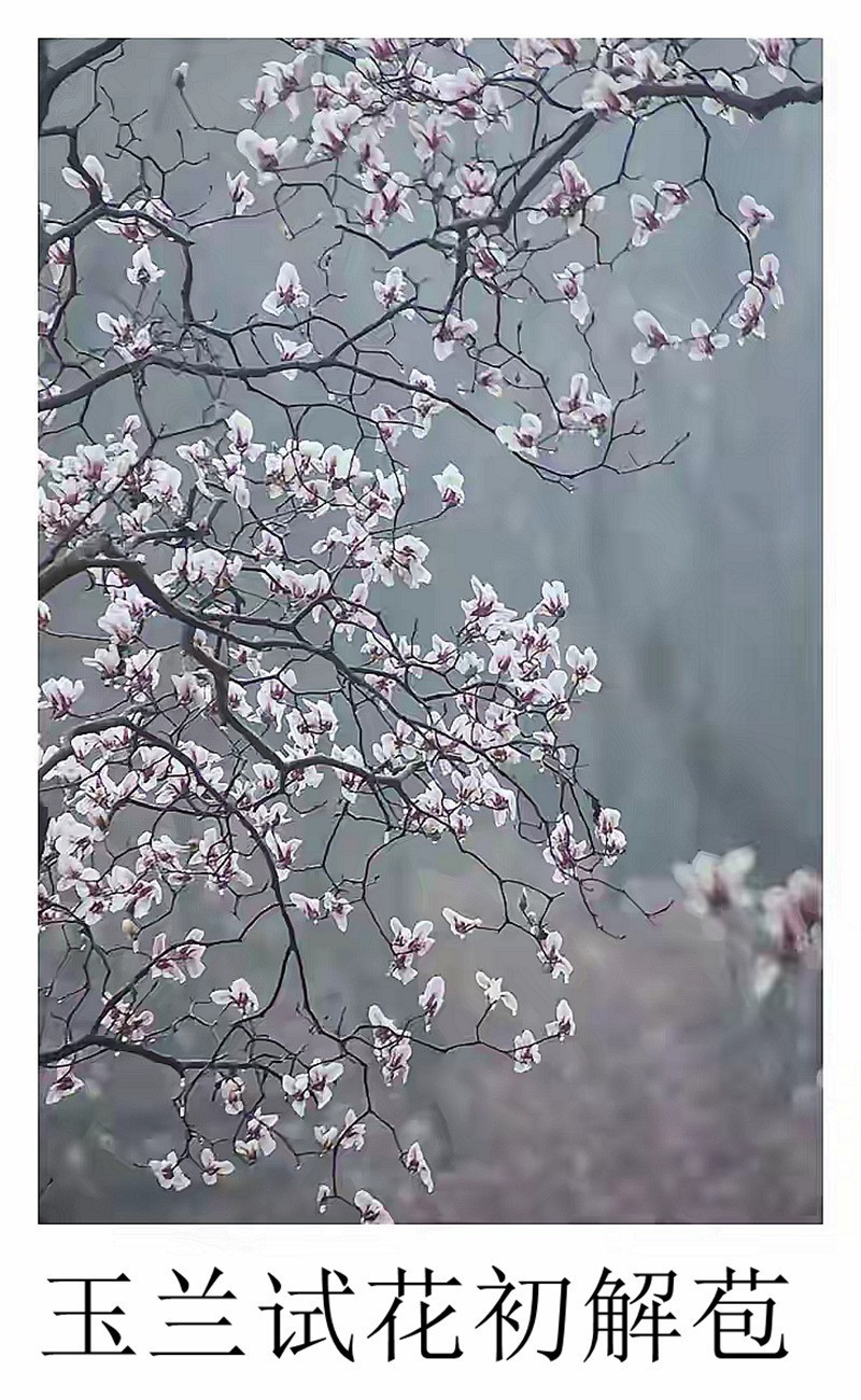 玉兰试花初解苞-中关村在线摄影论坛