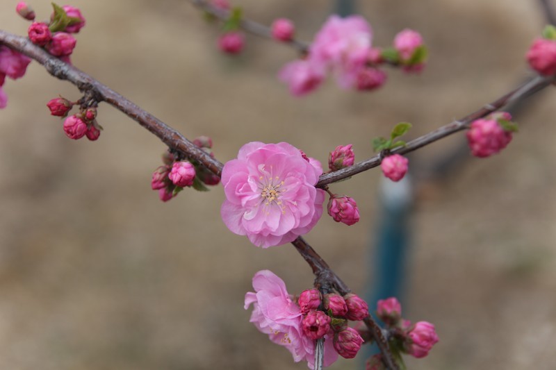 春来花开(三)-中关村在线摄影论坛