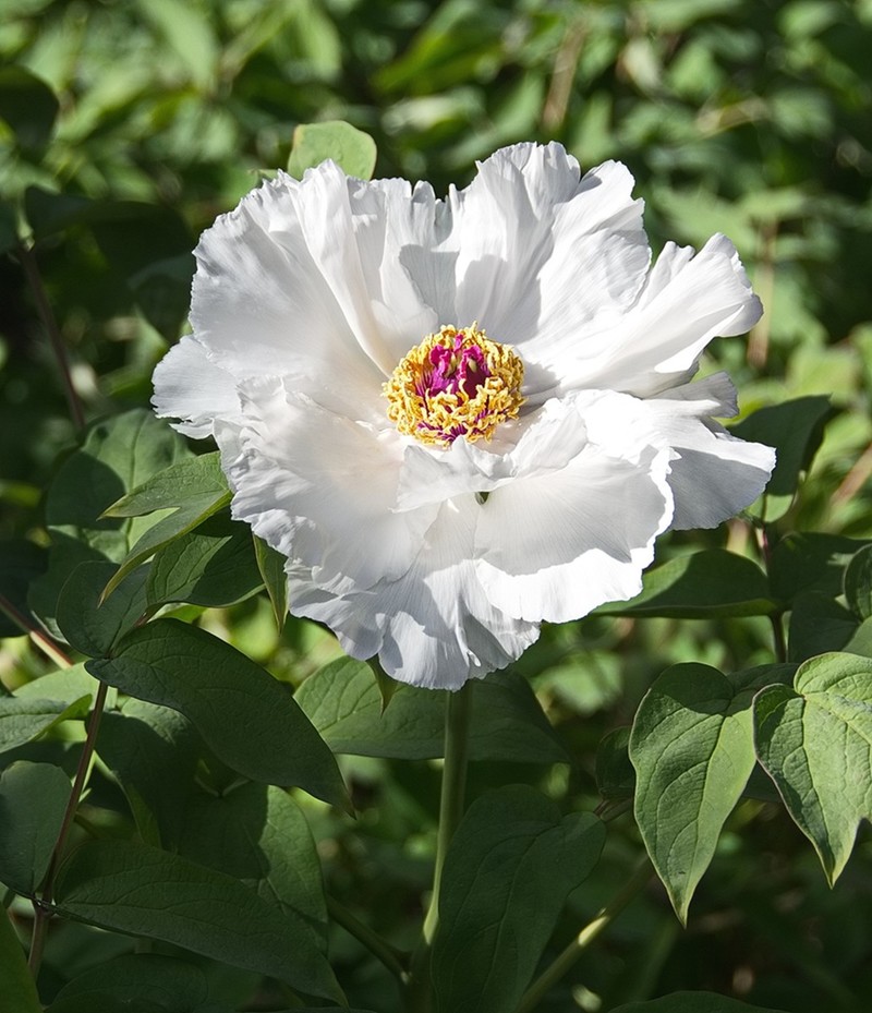 时隔一年再拍花-中关村在线摄影论坛