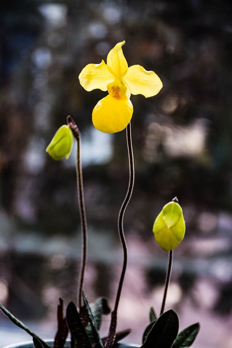 #2023不一样的春节# --国家植物园首届兰花展(3)-洋兰精品-中关村在线摄影论坛