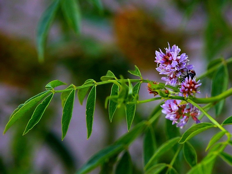《不老松:纪实摄影》二游东戴河!花卉篇:刺果甘草!-中关村在线摄影论坛