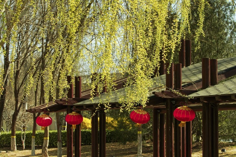 绿柳靓影(石家庄园博园)-中关村在线摄影论坛