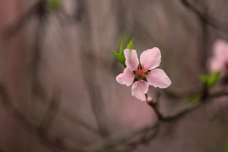 探秘面带桃花的面相特征