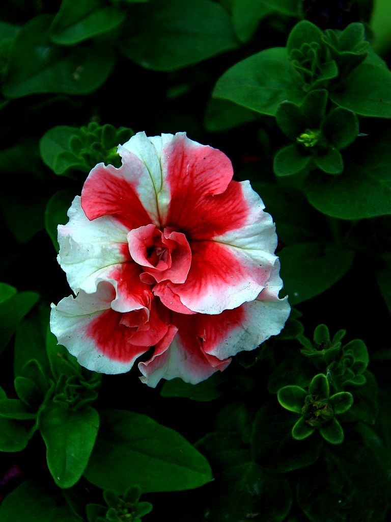 重瓣矮牵牛花=8-中关村在线摄影论坛