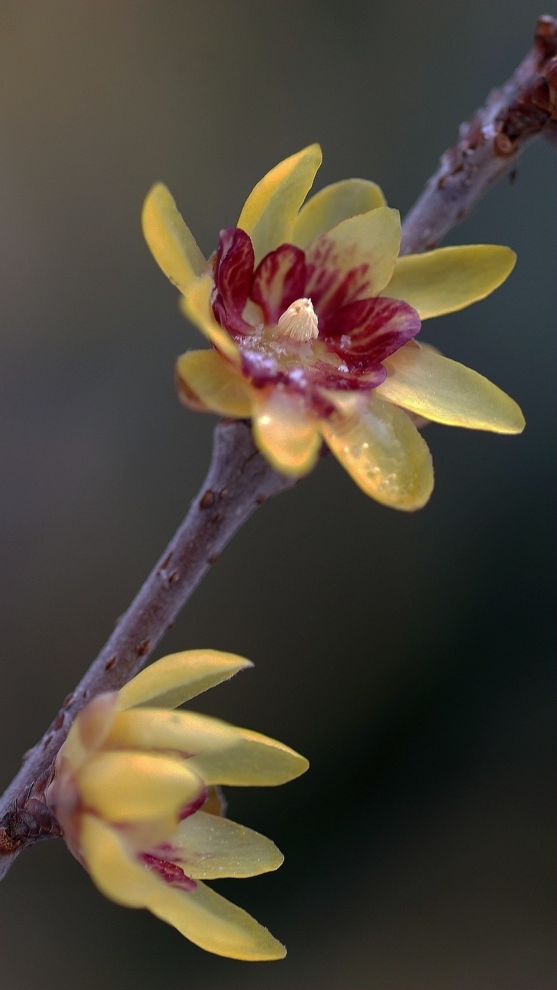 十方院拍腊梅-中关村在线摄影论坛