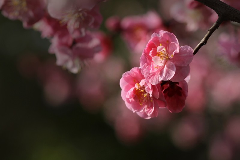 花卉-杏梅等粉色的梅-中关村在线摄影论坛