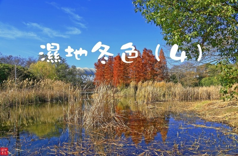 濕地冬色(4) 第4页-中关村在线摄影论坛