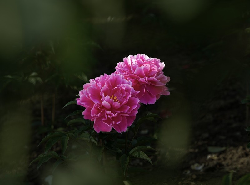 百花园(101)-----芍药花-中关村在线摄影论坛