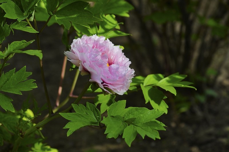 百花园(76)-----牡丹花(1)-中关村在线摄影论坛