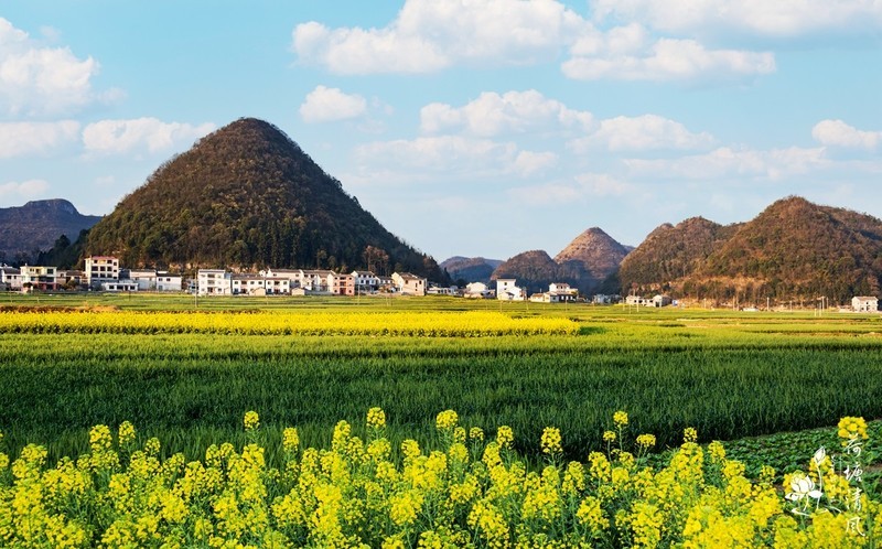 家乡风景:油菜花盛开。-中关村在线摄影论坛