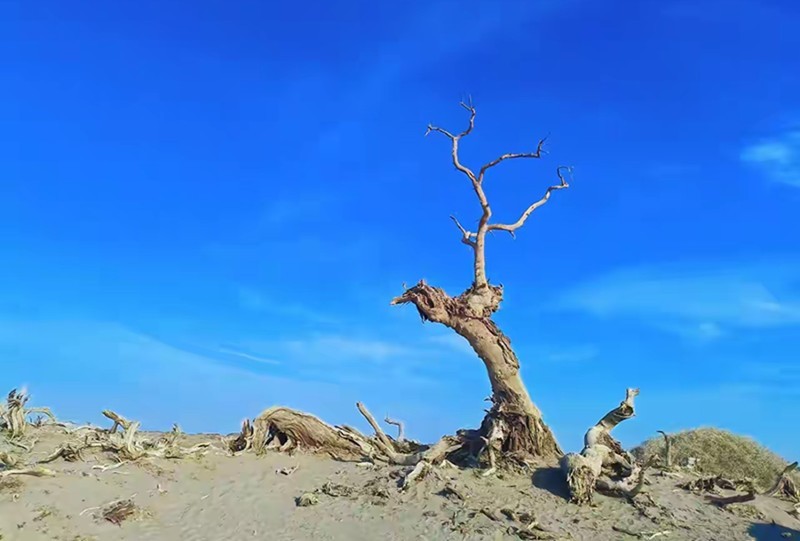 千年不死的胡扬树--16-中关村在线摄影论坛