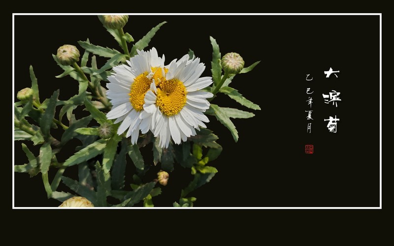 碧绿翠叶举玉花,犹如银盘盛金粟-中关村在线摄影论坛