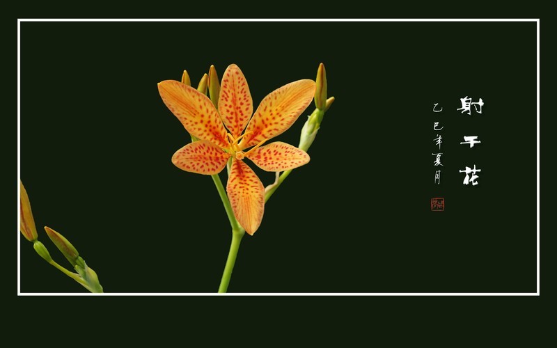 剑叶尖尖指向天,娇花朵朵笑开颜 第2页-中关村在线摄影论坛