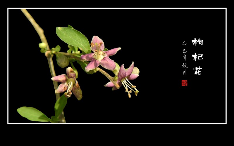 娇小漂亮的枸杞花-中关村在线摄影论坛