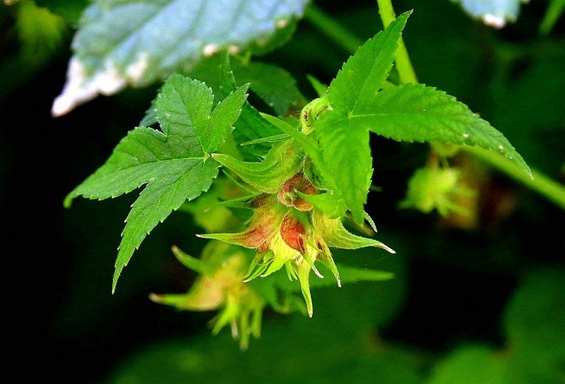 783【不老松:纪实摄影】院中花果:嵂草!-中关村在线摄影论坛