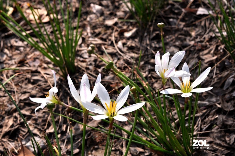 残幅机定焦头拍风景