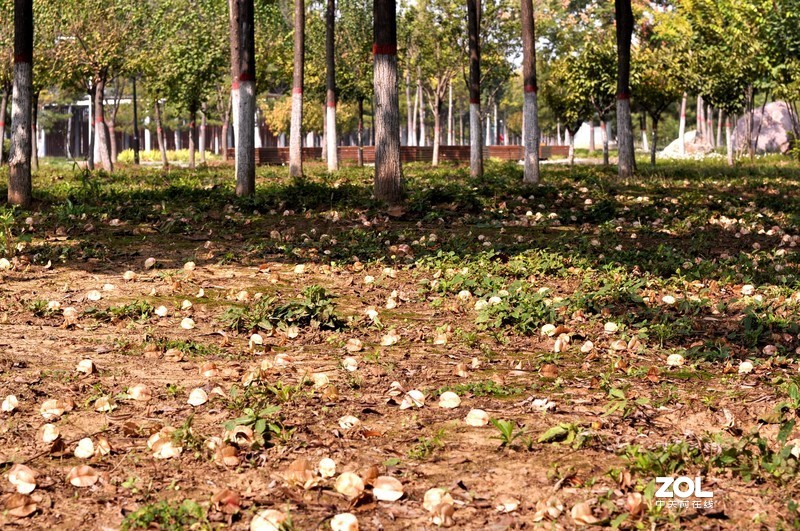 残幅机定焦头拍风景