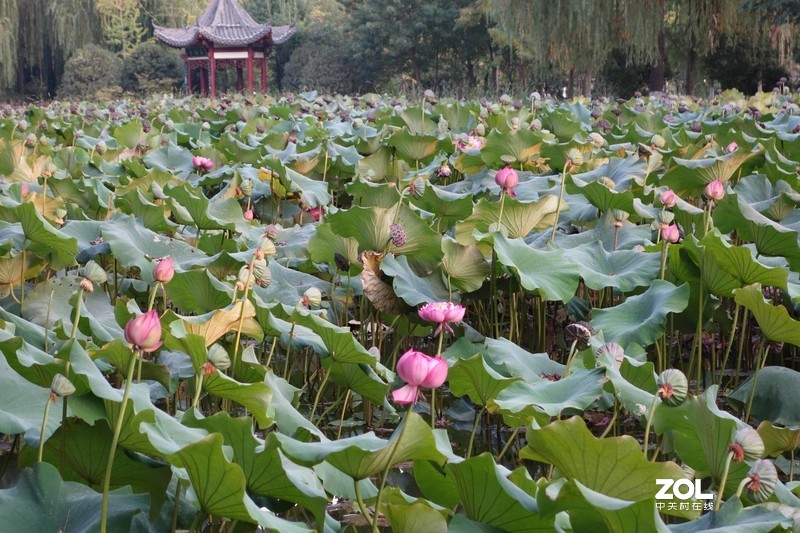 黑卡RX100m2在光线好的时候跟手机拍照无差别